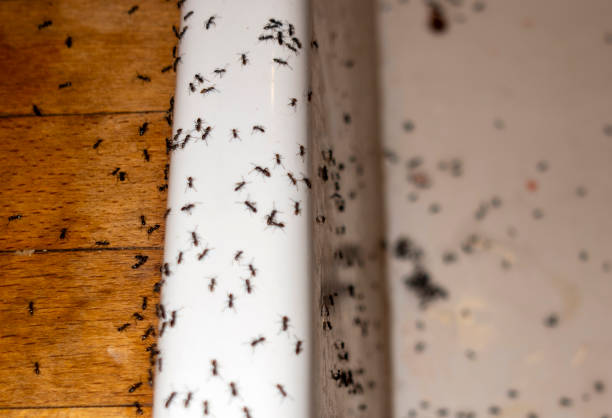 Best Local Pest Control Services  in Wolf Creek, UT