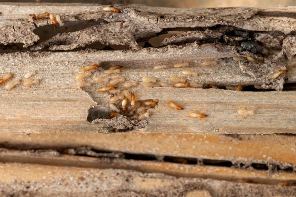 Best Wildlife Control Services  in Wolf Creek, UT