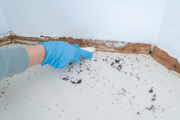 Best Residential Pest Control  in Wolf Creek, UT
